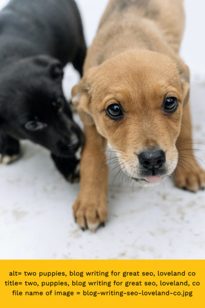 Two puppies, blog writing for great seo, Loveland, CO